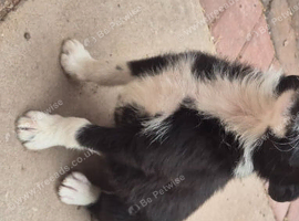 Border collie puppies