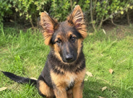 Long haired German shepherd male boy puppy