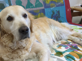 8 year old Golden Retriever