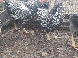 silver laced wyandottes  pics are early in year now mature will add more pics