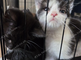 Cuddly kittens