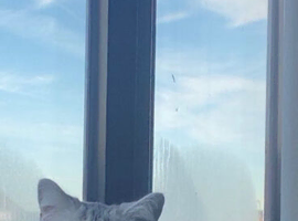 British shorthair X Tabby