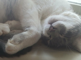 Greek Born Grey Tabby Cat Male Neutered