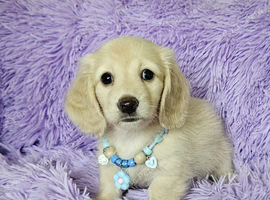 Beautiful long coat cream mini dachshunds