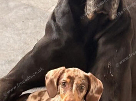 Dachshund female pup