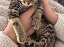 Maine coon kittens