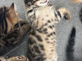 Kittens ready now
