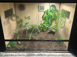 lily white gecko and crested gecko