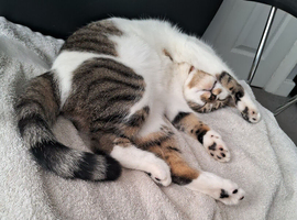 2 year old cat