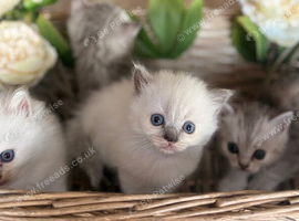 Beautiful kittens