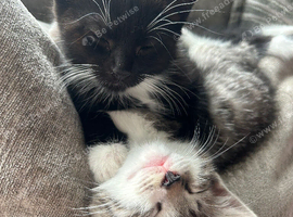 3 beautiful male kittens ready now