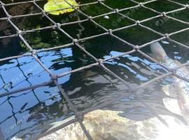 Koi fish