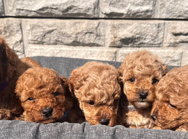 Beautiful red toy poodles