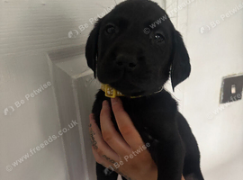 Labrador puppies reduced!!