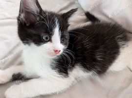 Female Kitten for sale