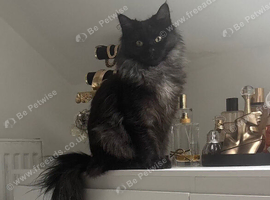 Main coon x domestic long hair