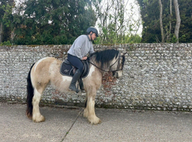 Golden Girl 14.1 Dun & White mare.