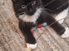 Norwegia Forest kittens only 1 left