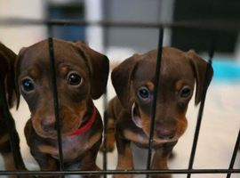 Miniature dachshunds