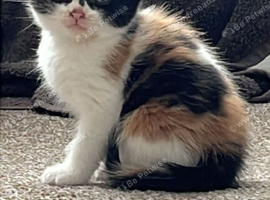 Calico girl