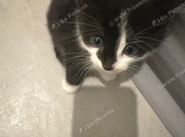 Beautiful black and white kitten