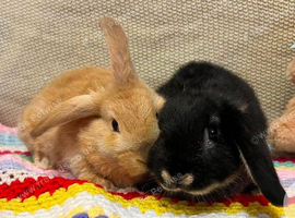 2 beautiful female bunnies