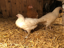 11 week old pullets available