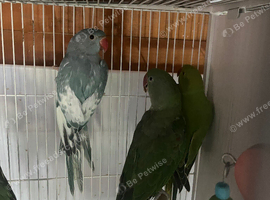 Blue pied w dna