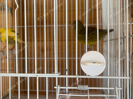 Pair fife canary
