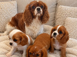 Cavalier King Charles