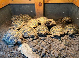 Hermanns Hatchlings for sale.