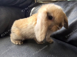 pure breed mini lop rabbits
