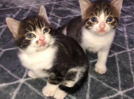 tabby kittens