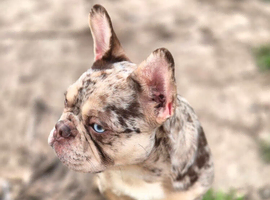 Adult female needs home asap