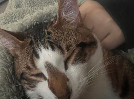 Year old cat for sale!!