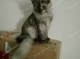 5 months old male