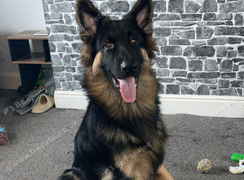 11 month old German shepeard