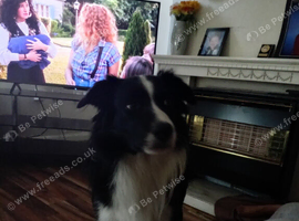 Max 5 year old border Collie for rehome
