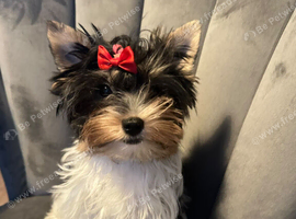 Teacup Yorkshire terrier biewer 3 colours