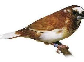 Wanted zebrafinch
