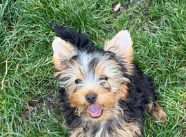Yorkshire Terrier boys