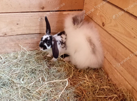 cross babies available now