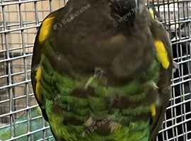 Stunning Meyers Parrot
