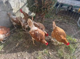 Chickens for sale