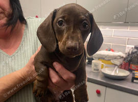 Dashing puppies for sale