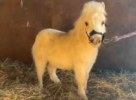 Palomino reg mini Shetland colt foal