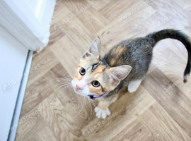 Cali needs a new home