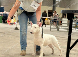 KC English bull terrier