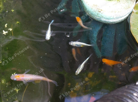 15 x medaka rice fish eggs