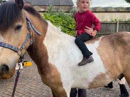 Warmblood x cob, gelding, 14.1 to make 15hh finish